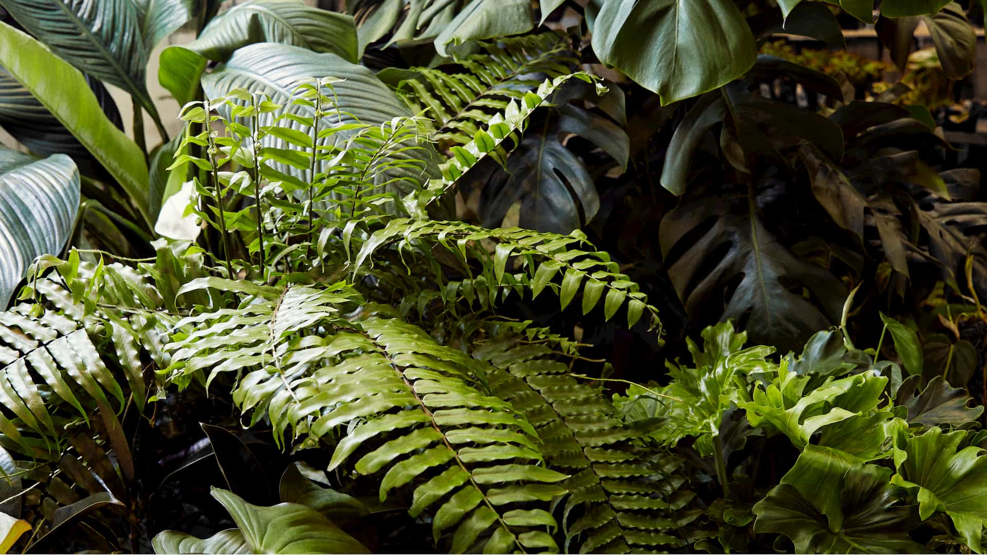 Plant Care