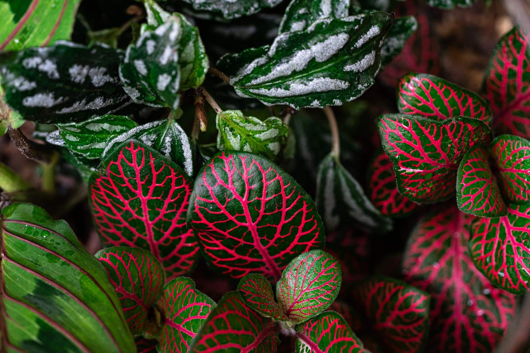 Hutch Houseplants