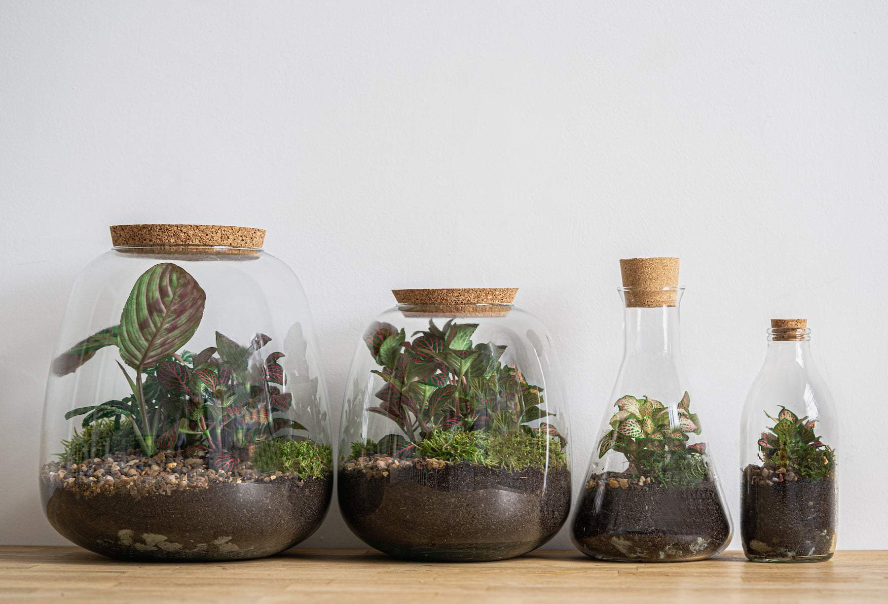Terrariums in jars