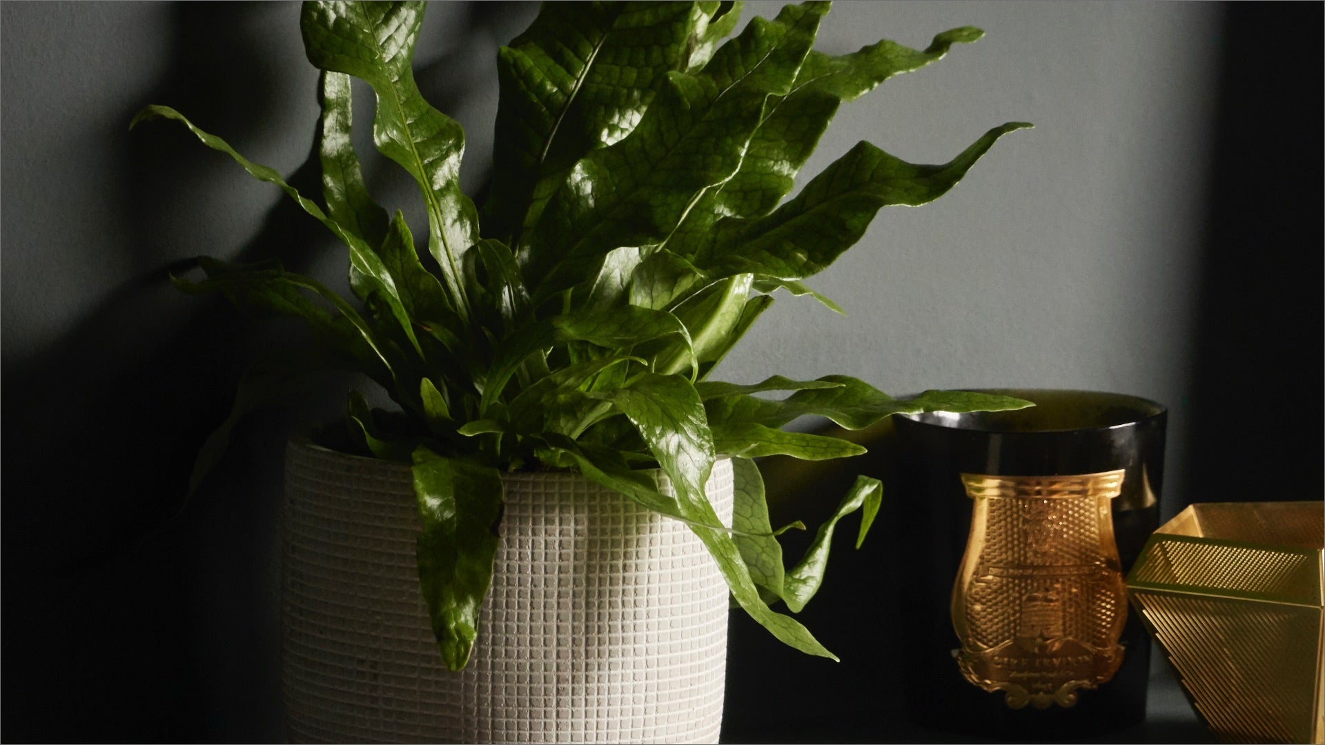Low Light Houseplants