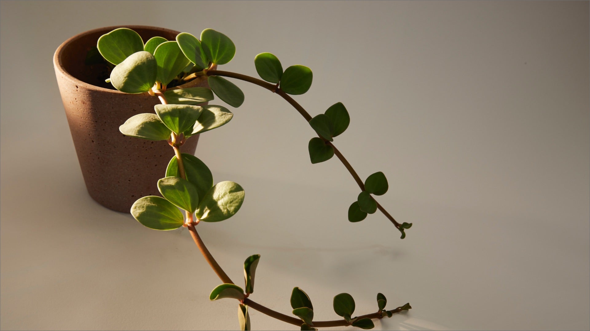 Trailing Plants