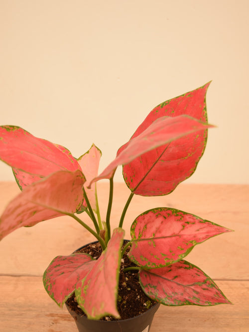 Aglaonema 'Cherry Baby'