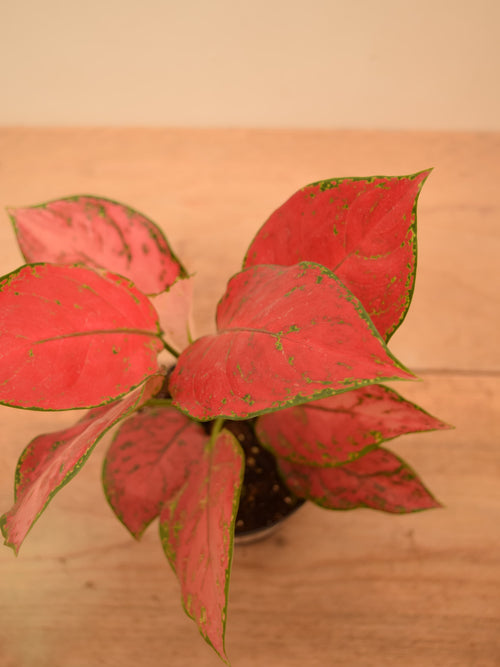 Aglaonema 'Cherry Baby'