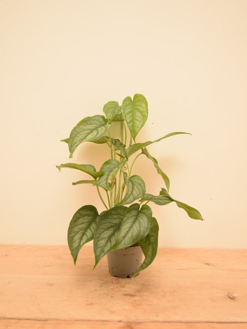 Monstera siltepecana