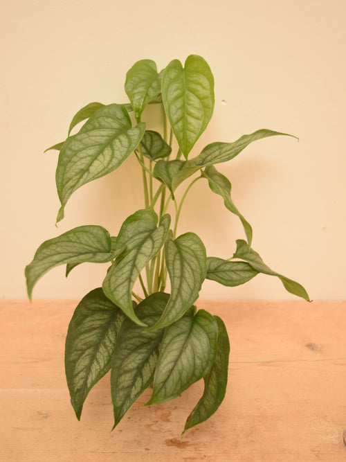 Monstera siltepecana