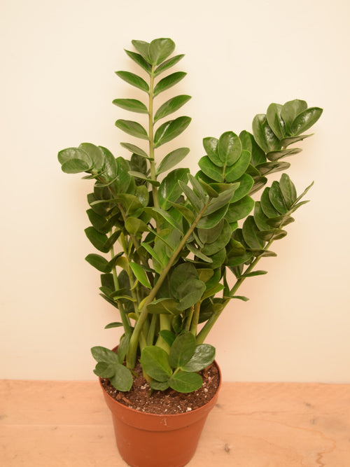 Zamioculcas zamiifolia 'Midori'