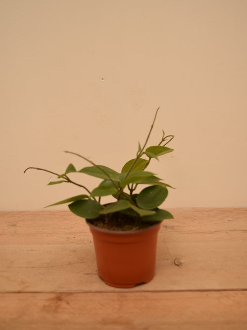 Hoya cv. 'Chouke'