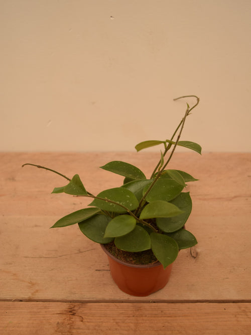 Hoya cv. 'Chouke'