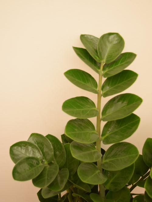 Zamioculcas zamiifolia 'Midori'
