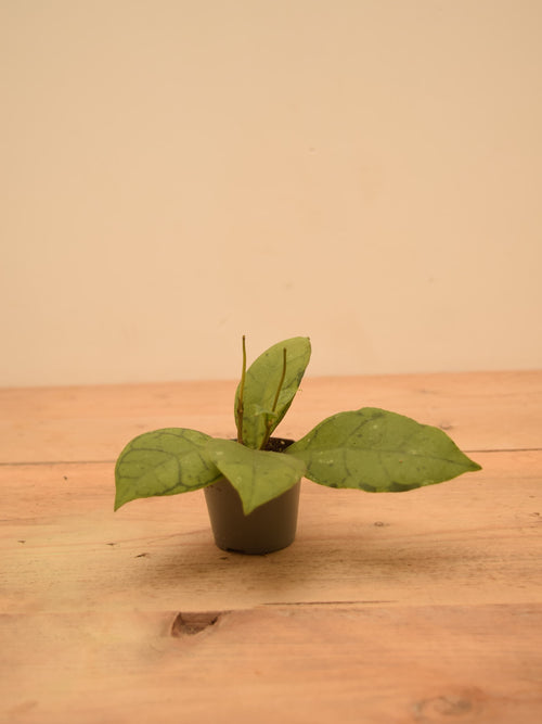 Hoya callistophylla