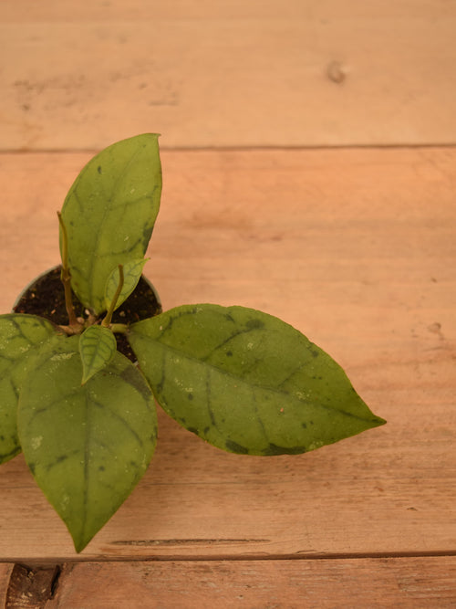 Hoya callistophylla