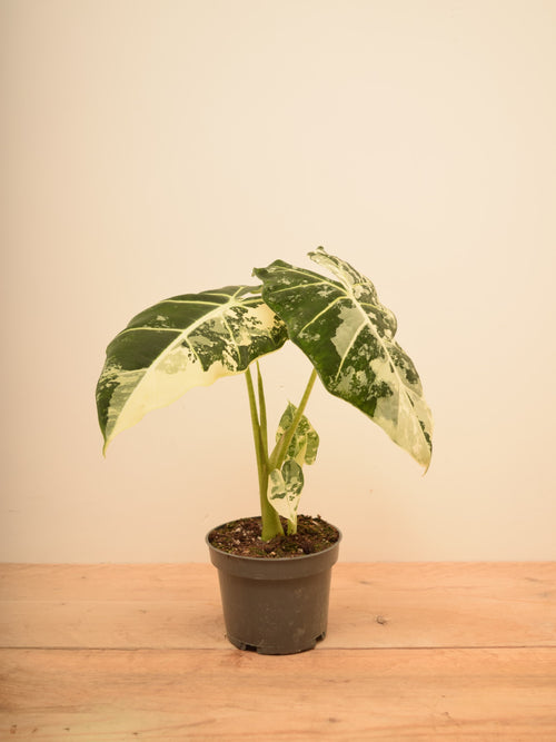 Alocasia micholitziana 'Frydek Variegata'