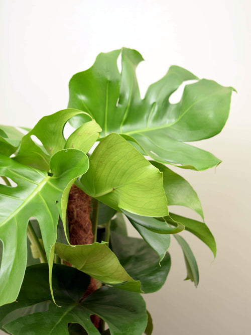 Monstera deliciosa