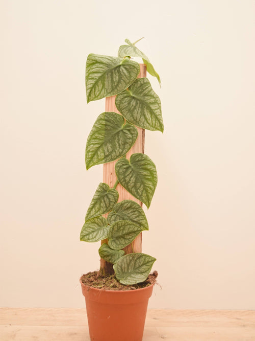 Monstera dubia