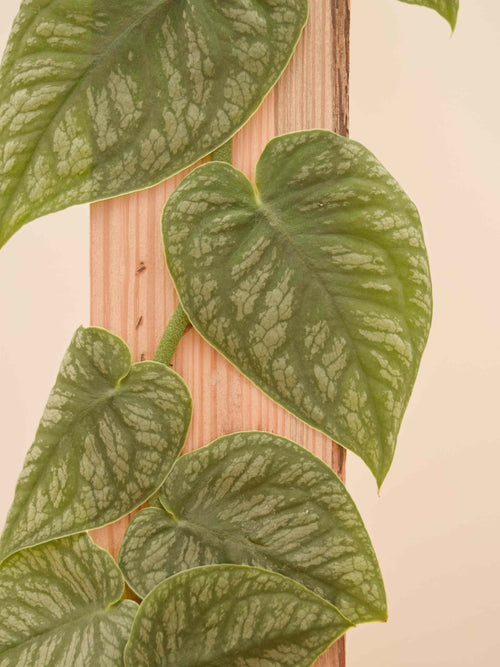 Monstera dubia