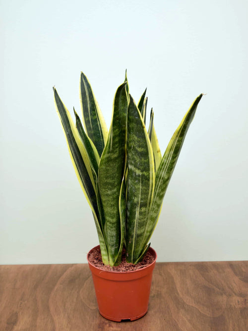 Sansevieria trifasciata 'Canary'