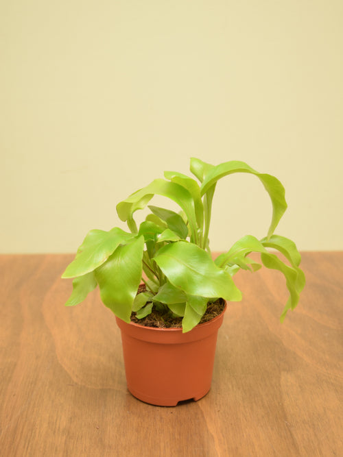Asplenium nidus