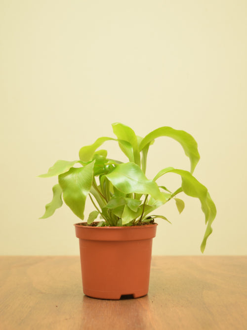 Asplenium nidus