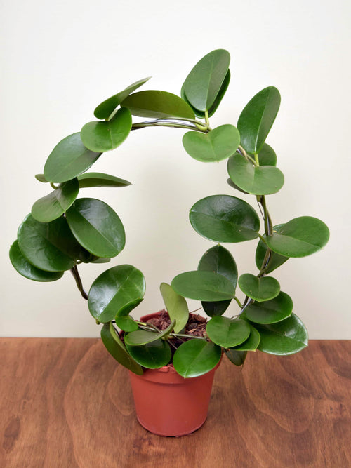 Hoya australis