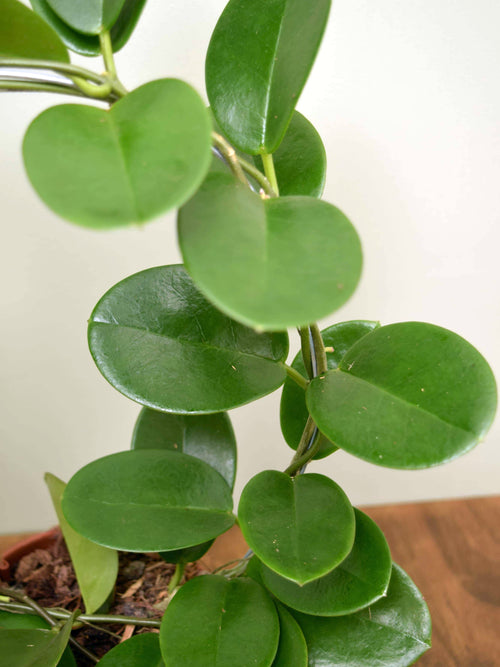 Hoya australis