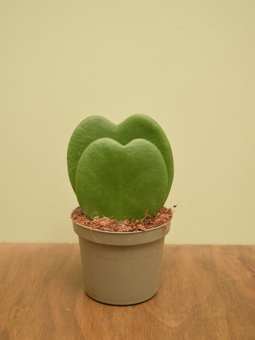 Hoya kerrii
