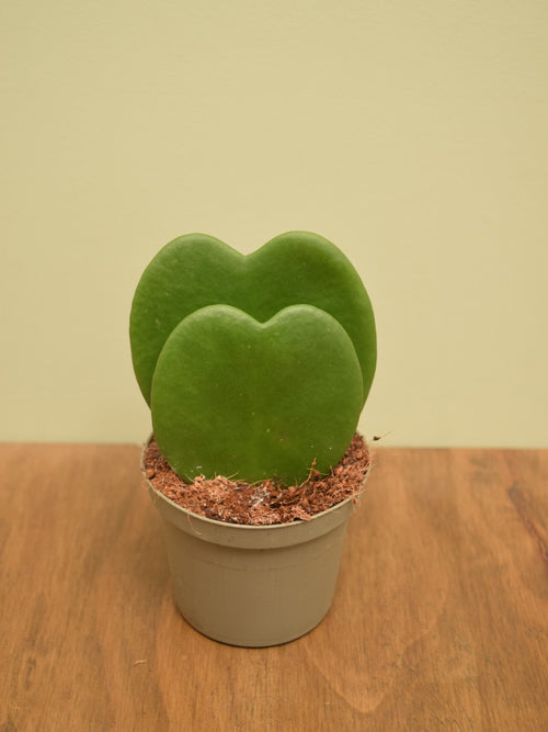 Hoya kerrii