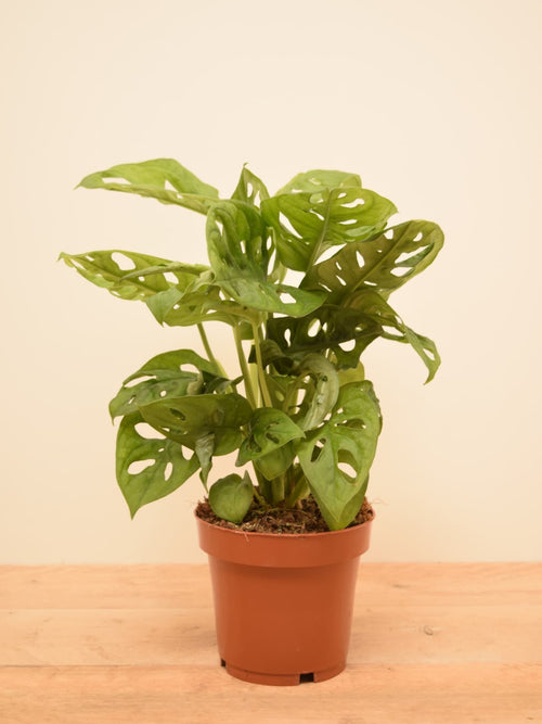 Monstera adansonii