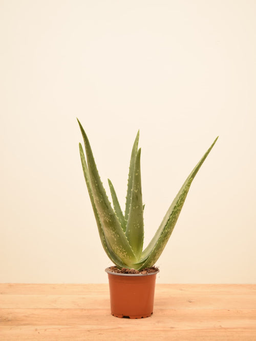 Aloe barbadensis