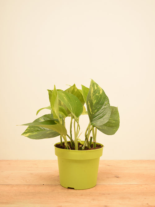 Epipremnum aureum