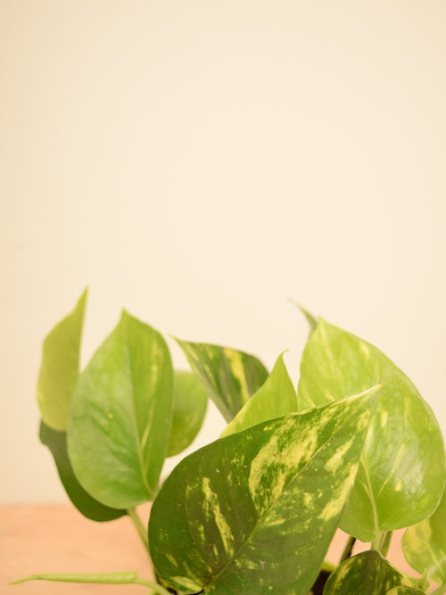 Epipremnum aureum