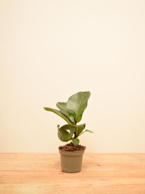 Ficus lyrata