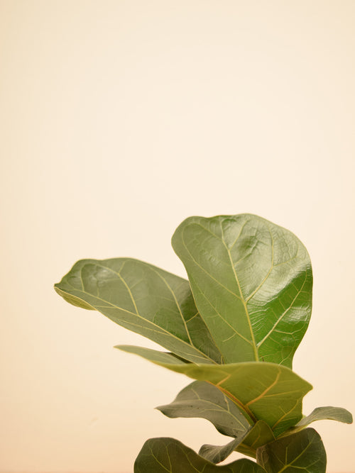 Ficus lyrata