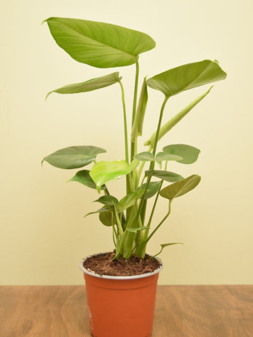 Monstera deliciosa