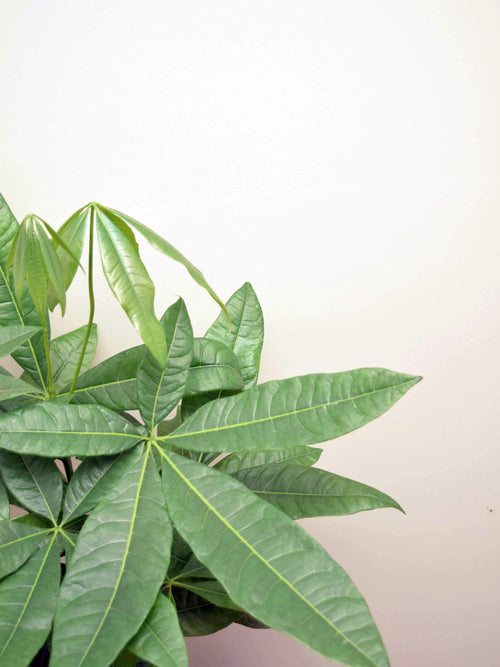 Pachira aquatica