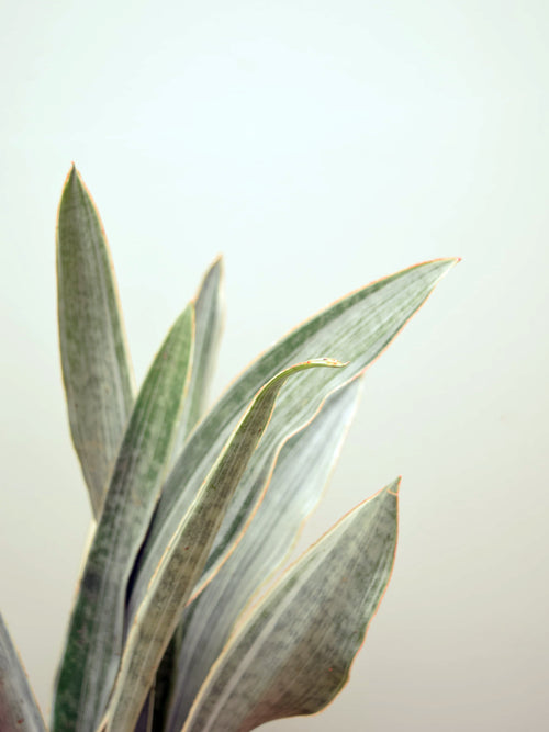 Sansevieria aubrytiana 'Metallica'