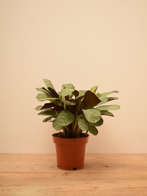 Ctenanthe burle-marxii 'Amagris'