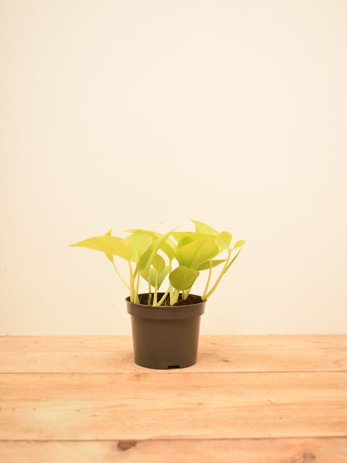 Epipremnum aureum 'Neon'