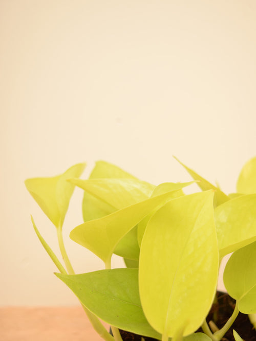 Epipremnum aureum 'Neon'