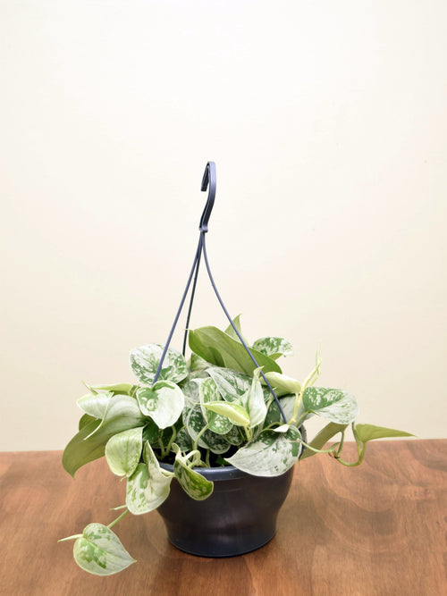 Scindapsus pictus 'Silvery Ann'