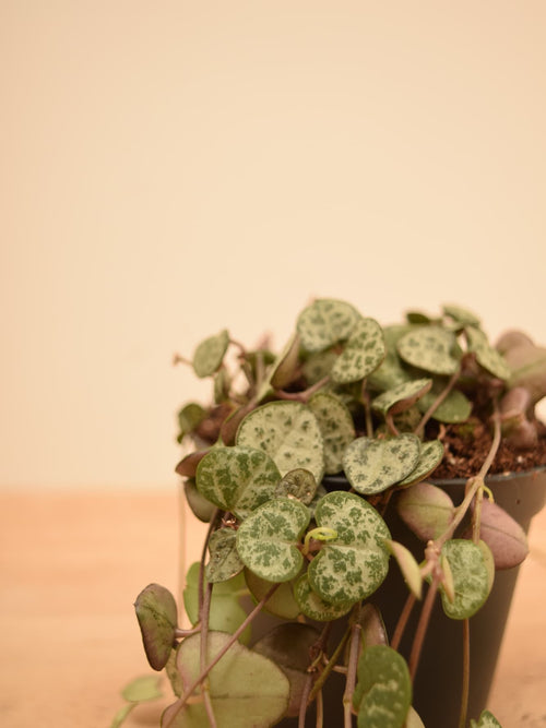 Ceropegia woodii