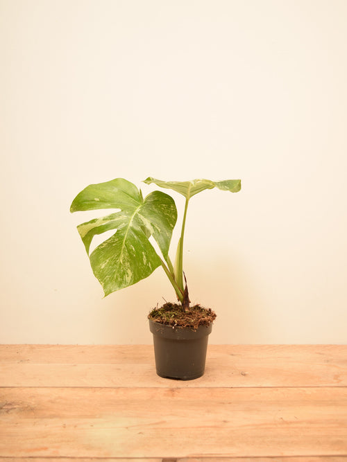 Monstera deliciosa 'Albo Variegata'