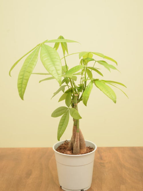 Pachira aquatica
