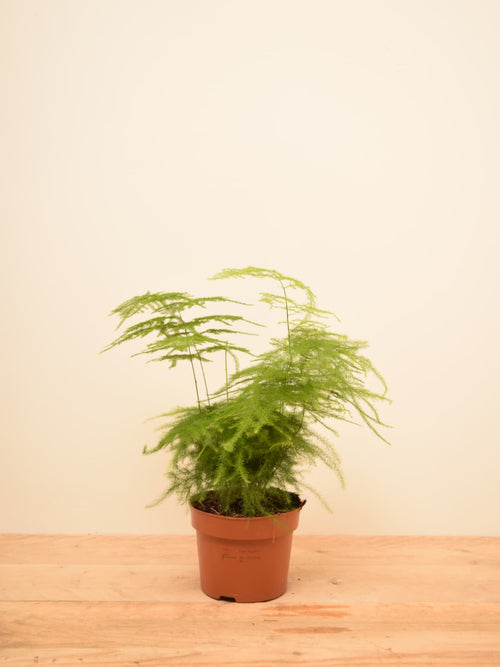 Asparagus setaceus