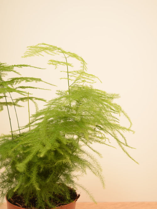 Asparagus setaceus