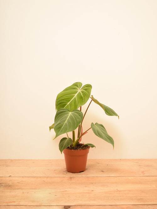Philodendron gloriosum