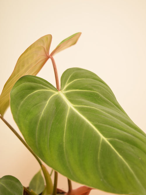 Philodendron gloriosum
