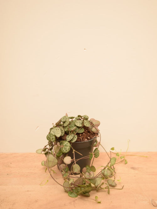 Ceropegia woodii