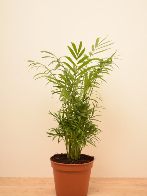 Chamaedorea elegans