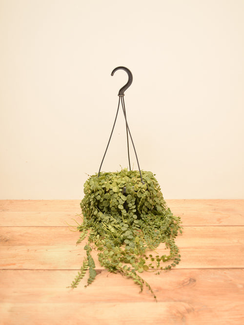 Peperomia prostrata