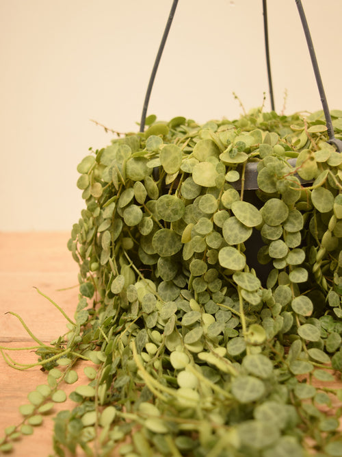 Peperomia prostrata